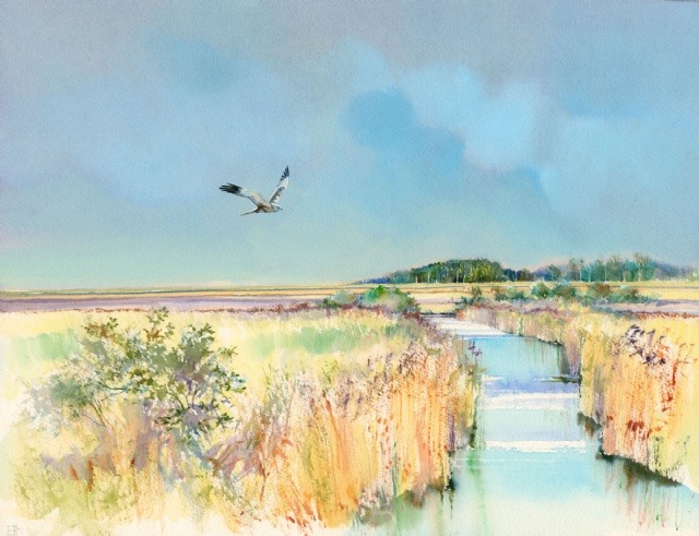 [Hunting Harrier, Titchwell Marsh]